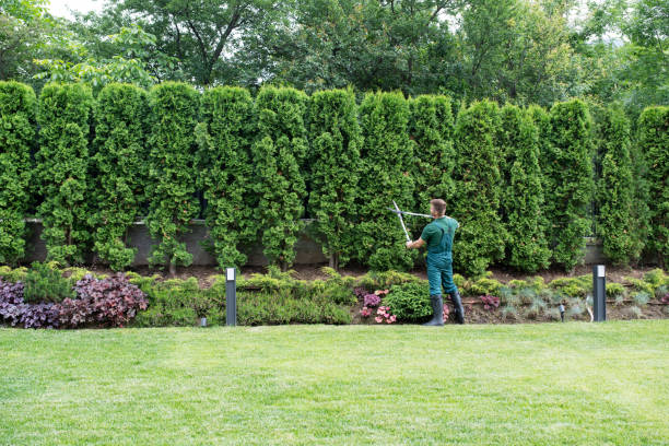 Lawn Renovation and Restoration in Coon Rapids, MN