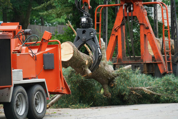 Seasonal Cleanup (Spring/Fall) in Coon Rapids, MN